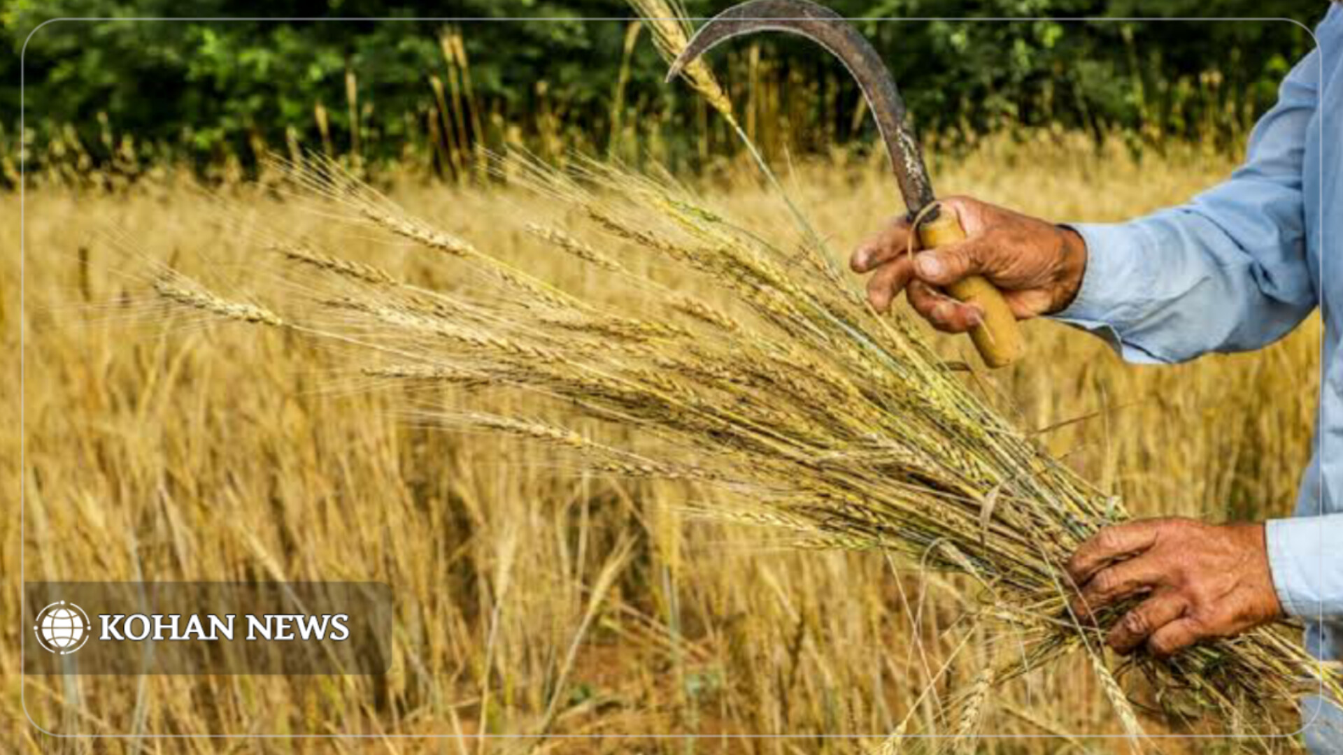 پیش‌بینی برداشت ۱۶۹ هزار تن گندم و جو از مزارع نهاوند